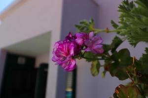 a bunch of purple flowers on a plant at Villa Lavanda Korčula in Zavalatica