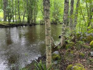 a river in the middle of a forest with trees at Nivan Majoitus in Joensuu