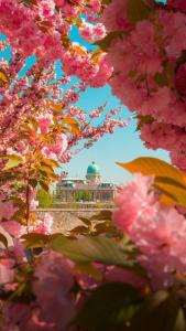 a bunch of pink flowers with a building in the background at A13- Deluxe Apartments, Best Location, by BQA in Budapest