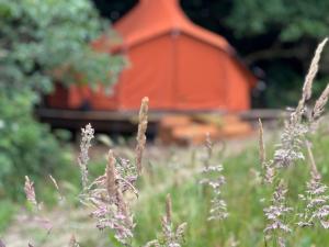 't HorntjeRode Bell Achter Duin的紫色花朵田野中的橙色建筑