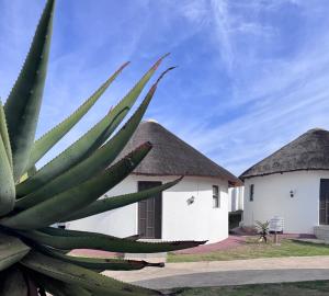two huts with thatched roofs and a plant at Nogixa Lodge in Umzimkulu