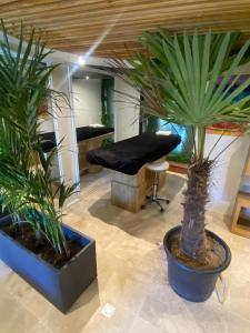 zwei Topfpflanzen in einem Zimmer mit einem Schreibtisch in der Unterkunft Villa riviera hammam, piscine & jacuzzi in La Ferté-Alais