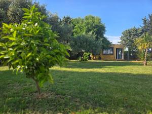 a small tree in the yard of a house at studio de charme in Montbazin