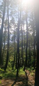 a forest of trees with the sun shining through them at Cabin rahong riverside in Palayangan