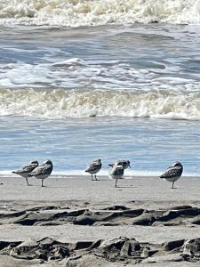 Ảnh trong thư viện ảnh của Sunrise Grigoleti ở Grigoleti