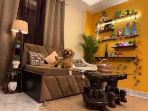 Domácí mazlíčci ubytovaní s hosty v ubytování Boho Vibes Spacious Private Cozy space in Delhi