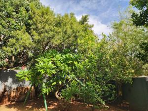 a group of trees in front of a fence at The Green leaf Executive Home in Pretoria