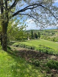 a tree in the middle of a field at L'écrin du Bonheur in Saint-Bardoux +14 photos