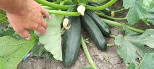 Zahrada ubytování FSQH PARASZTHÁZ Farmhouse