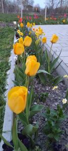 Zahrada ubytování FSQH PARASZTHÁZ Farmhouse