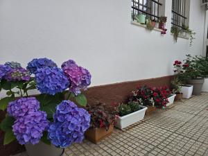 Zahrada ubytování Hotel Aleks