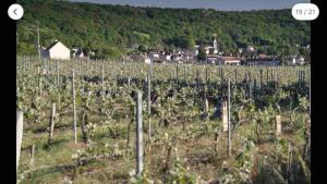 a field of vines with a town in the background at Appartement 4 lits 6 personnes gare a pied in Nogent-lʼArtaud
