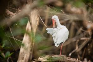 Altri animali domestici presso l'hotel o nei dintorni
