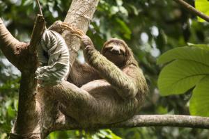 Altri animali domestici presso l'hotel o nei dintorni