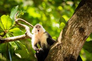 Altri animali domestici presso l'hotel o nei dintorni
