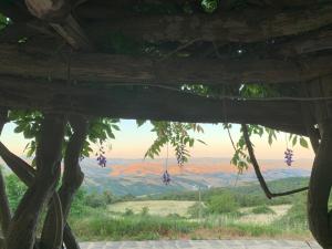 a view from the inside of a tree with grapes hanging from it at Podere Piccini with pool in Val d'Orcia-Tuscany in Piancastagnaio