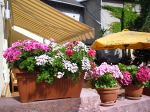 Zahrada ubytování Gasthaus Forelle