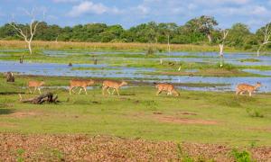 a group of deer walking around in a field at Safari Lodge Tempstay in Nochchiyagama