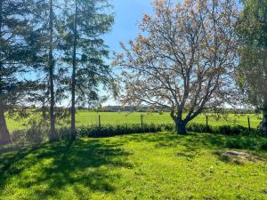 a tree in the middle of a field at Tiny Häuschen Land-Idyll in Neuhof