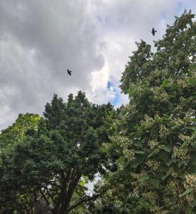two birds flying over the tops of trees at 留学生之家 in Akchiy