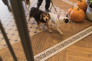 a dog on a leash looking at its reflection in a mirror at Villa Herkules - Adults Only in Świnoujście