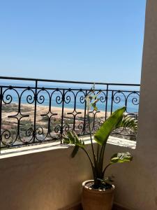 a plant sitting on a balcony with a view of the ocean at SurfAppart Morocco in Tamraght Ouzdar