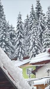 a group of snow covered pine trees with houses at Casa Germana Straja in Straja