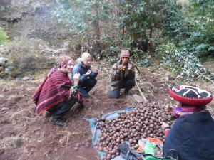 un groupe de personnes agenouillées autour d'un tas de pommes de terre dans l'établissement Casa de Gumercindo, à Ccorcor