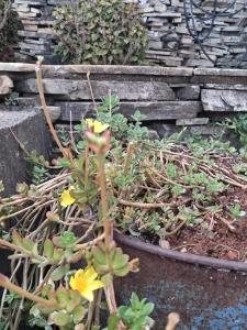 a plant with yellow flowers in a garden at Mahaidana Kitnet in São Thomé das Letras