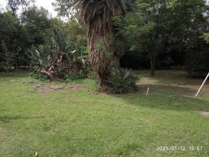a palm tree in a yard with a fence at Los Cachilos in Merlo +4 photos