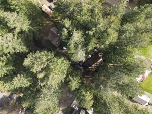 eine Übersicht über eine Baumgruppe in der Unterkunft Basecamp Compound - Hot Tubs & Highland Cows in Mount Hood Village