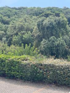 Billede fra billedgalleriet på Villa Agavi i Formia