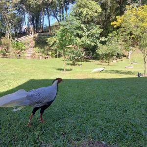 Photo de la galerie de l'établissement mini sítio, à Três Coroas