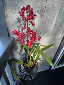 Photo de la galerie de l'établissement Lotus Lava Cottage, à Pahoa