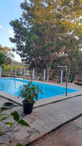 um vaso de plantas junto a uma piscina em Chácara Liberdade em Pirenópolis mais 13 fotografias