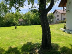 a tree in the middle of a grassy yard at Ruhige Ferienwohnung inklusive Garten Souterrain - neu renoviert in Lachen +3 photos