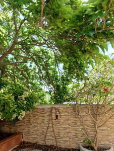 Κήπος έξω από το Villa tra le dune di Campomarino