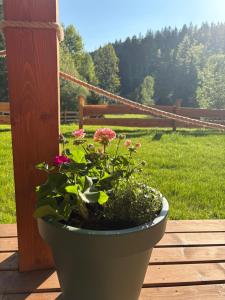 Gościejówka na skraju lasu外面的花园