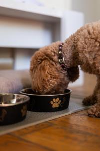 a brown dog eating food out of a bowl at Hotel Marco Polo in Lido di Jesolo
