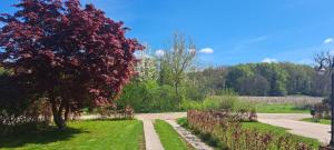 a path through a park with a tree with red leaves at Alpineweide in Wilp