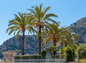 a group of palm trees in front of a mountain at Résidence Cap Winston in Cap d'Ail