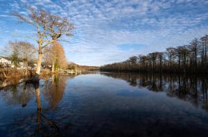 un arbre au milieu d'un lac dans l'établissement Casa Del Rio, à Pocomoke City