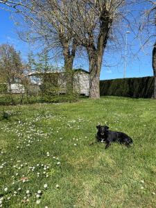 Domácí mazlíčci ubytovaní s hosty v ubytování Camping de Graçay