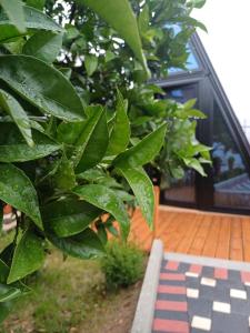 Zahrada ubytování Guest House Adilaj