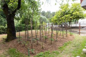 a row of small trees in a garden at Green Garden in Tivat