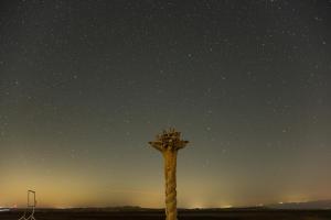a tall palm tree under a starry sky at Desert HoM by GLOW in Naẖal Shittim