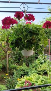 a hanging flower pot with red flowers in a garden at Vila Prahoveană in Eforie Nord
