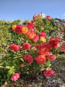 a group of red and yellow roses in a garden at Les Gites du Mont Ventoux in Bédoin