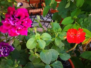 Galeriebild der Unterkunft Pensiunea Speranta in Pleşcoi