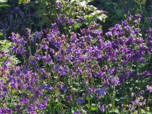 Gallery image of Roses & Nature in Saint-Gingolph +16 photos